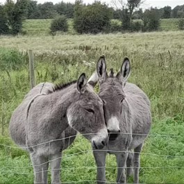 Lilly and Lady