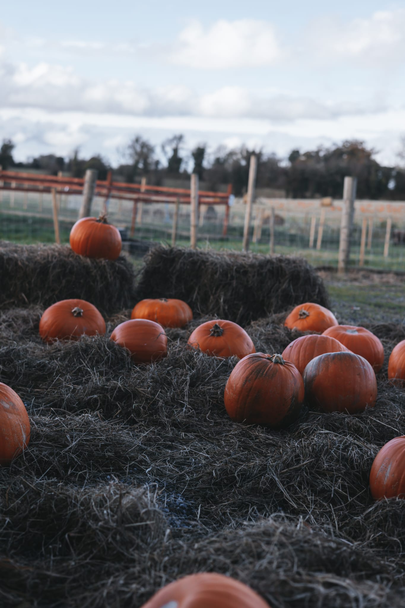 Halloween at Murtagh's Organic Farm