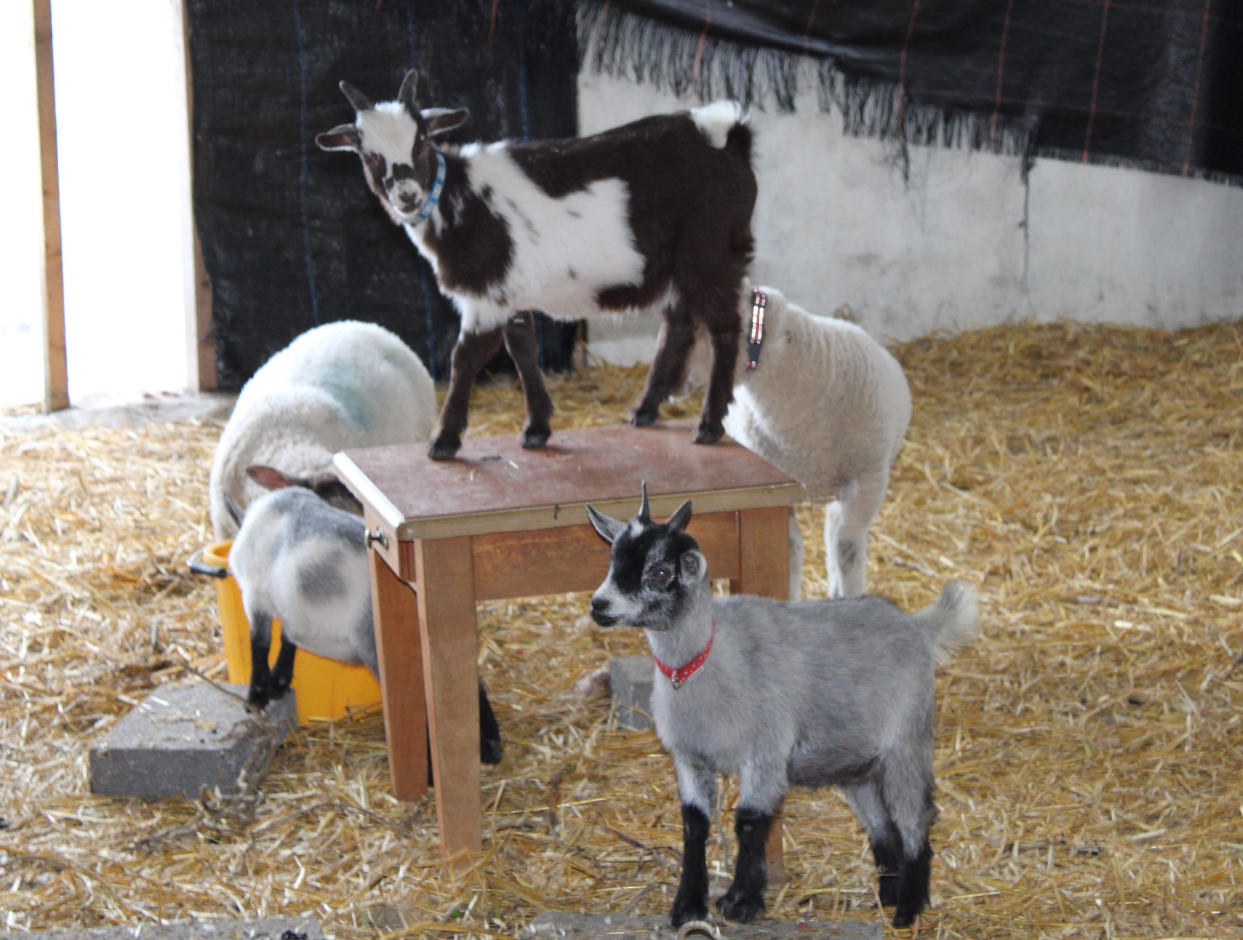 Casper -&nbsp;The Friendly&nbsp;Pygmy Goat