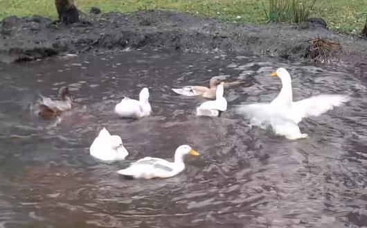 Spring Ducks